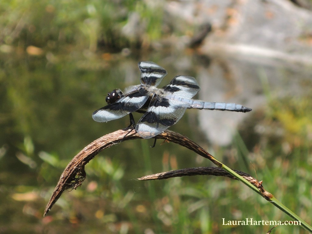 Eight-spotted Skimmer (Libellula forensis)