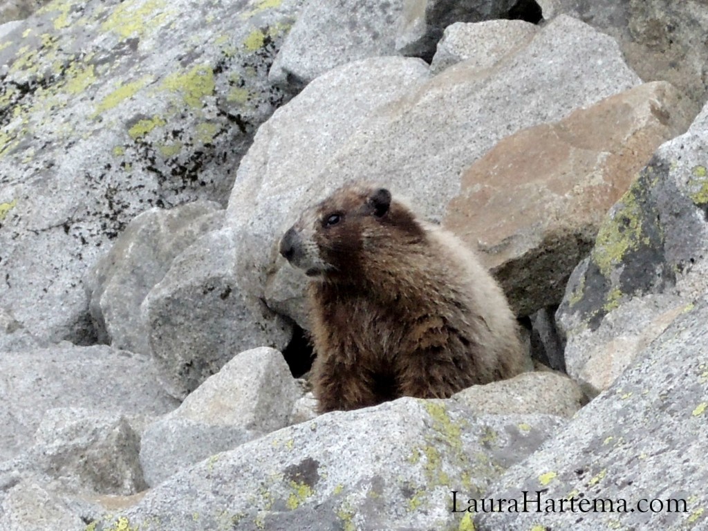 Mt. Rainier marmot