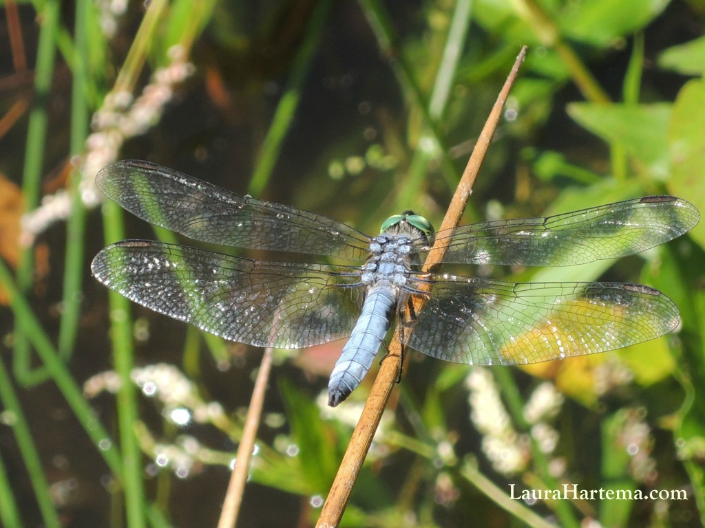 blue darner