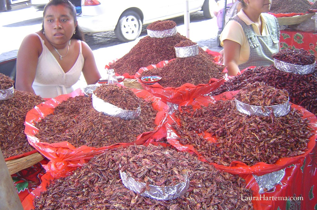 chapulines Oaxaca