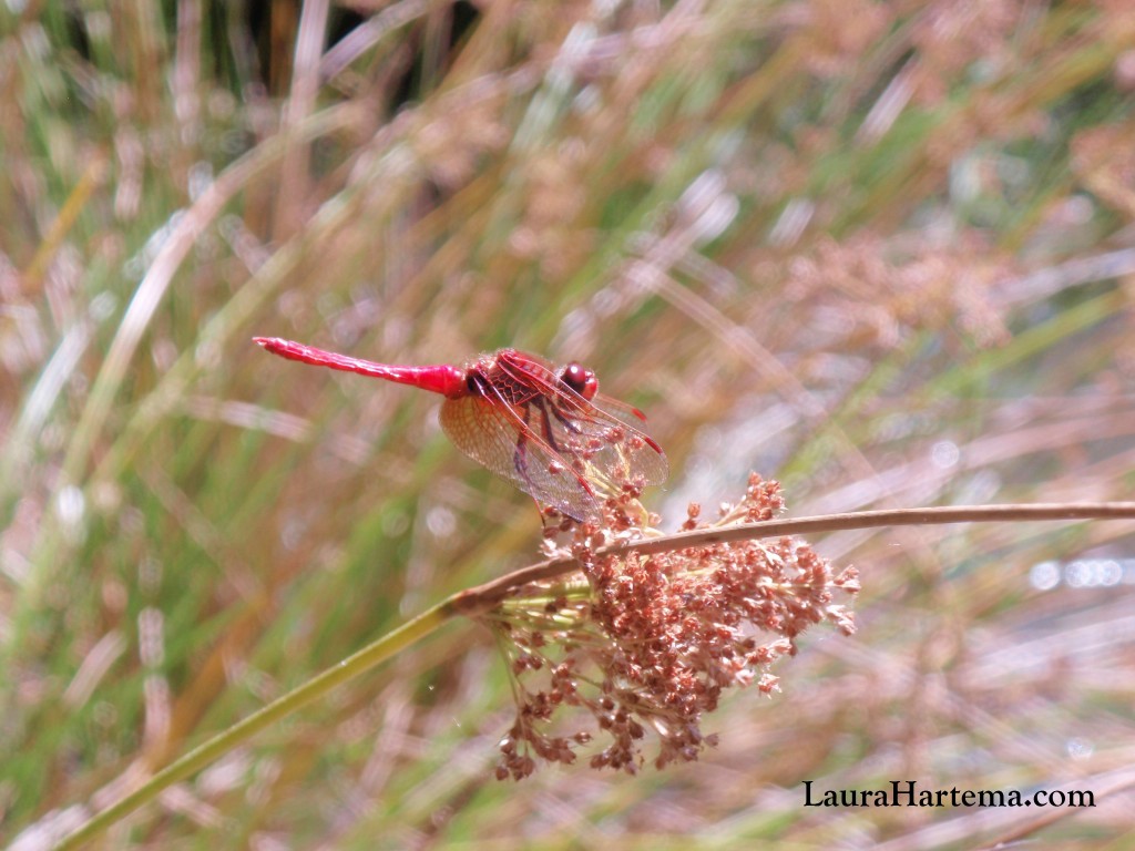 red dragonfy