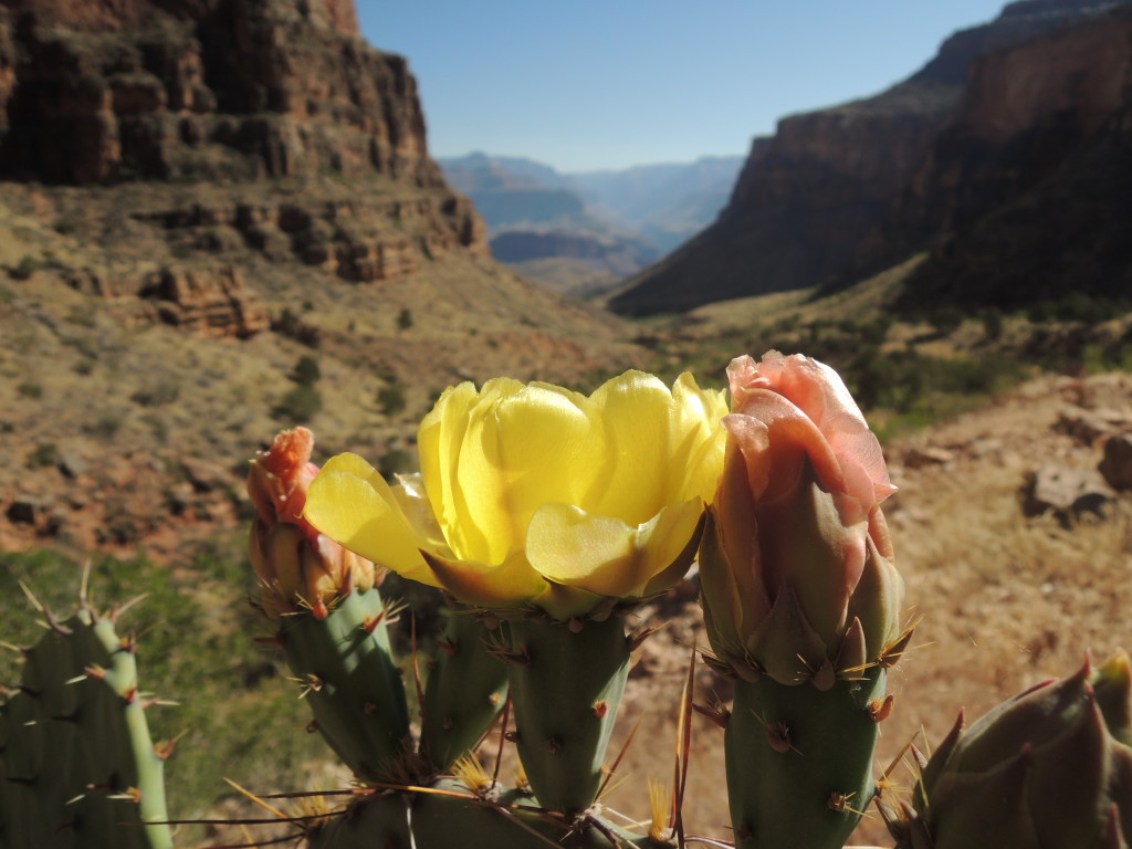 cactus flower Grand Canyon